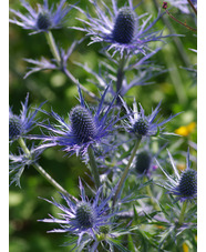 Eryngium x zabelii 'Violetta' 