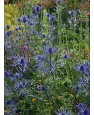 Eryngium x zabelii 'Violetta' 