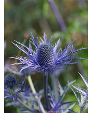 Eryngium x zabelii 'Violetta' 