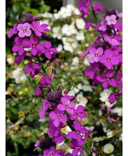 Erysimum 'Bowles's Mauve'