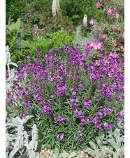 Erysimum 'Bowles's Mauve'