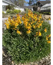 Erysimum cheiri 'Harpur Crewe' 