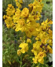 Erysimum cheiri 'Harpur Crewe' 