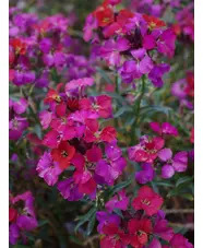 Erysimum 'Jacob's Jacket'