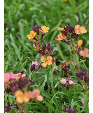 Erysimum 'Jacob's Jacket'