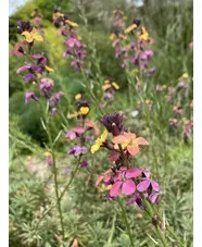 Erysimum mutabile