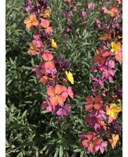 Erysimum mutabile