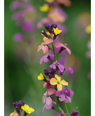 Erysimum mutabile