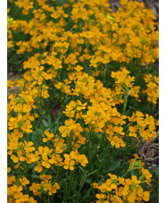 Erysimum 'Orange Flame'