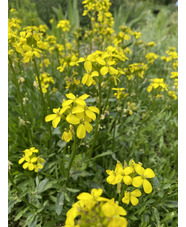 Erysimum pulchellum