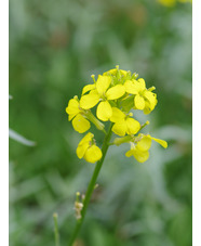 Erysimum pulchellum