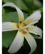 Erythronium californicum 'White Beauty'