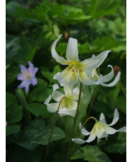 Erythronium californicum 'White Beauty'