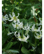 Erythronium californicum 'White Beauty'