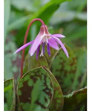 Erythronium dens-canis