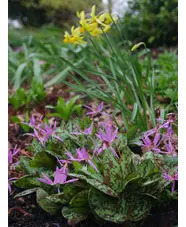 Erythronium dens-canis