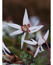 Erythronium dens-canis 'Snowflake'