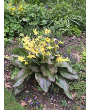 Erythronium 'Sundisc'