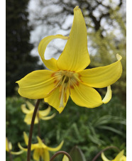 Erythronium 'Sundisc'