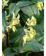 Erythronium 'Sundisc'