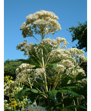 Eutrochium fistulosum (Albidum Group) 'Ivory Towers'