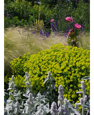 Euphorbia 'Abbey Dore'