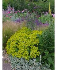 Euphorbia 'Abbey Dore'