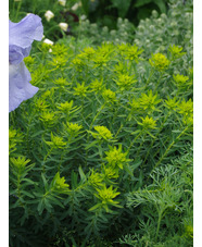 Euphorbia 'Abbey Dore'