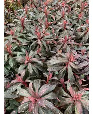 Euphorbia amygdaloides 'Purpurea'