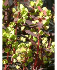 Euphorbia amygdaloides 'Purpurea'