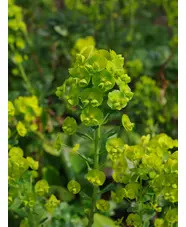 Euphorbia amygdaloides var. robbiae