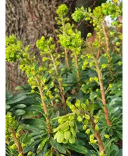 Euphorbia amygdaloides var. robbiae