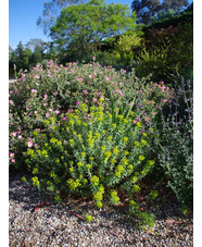 Euphorbia 'Blue Haze'