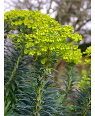 Euphorbia characias subsp. wulfenii