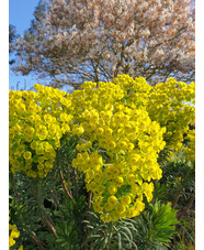 Euphorbia characias subsp. wulfenii