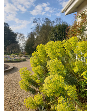 Euphorbia characias subsp. wulfenii