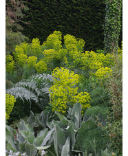 Euphorbia characias subsp. wulfenii