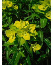 Euphorbia cornigera 'Goldener Turm'