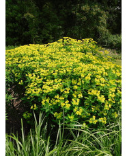 Euphorbia cornigera 'Goldener Turm'