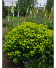 Euphorbia cornigera