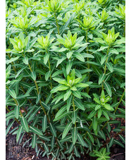 Euphorbia cornigera 'Goldener Turm'