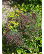 Euphorbia cyparissias 'Fens Ruby' 