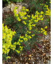 Euphorbia cyparissias 'Fens Ruby' 