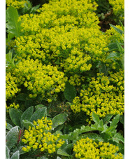 Euphorbia cyparissias 'Fens Ruby' 