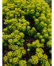Euphorbia deflexa