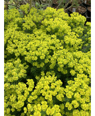 Euphorbia deflexa