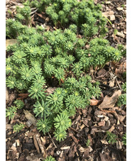 Euphorbia deflexa
