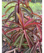 Euphorbia donii 'Amjillasa'