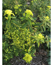 Euphorbia donii 'Amjillasa'