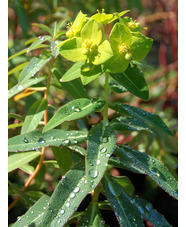 Euphorbia donii 'Amjillasa'